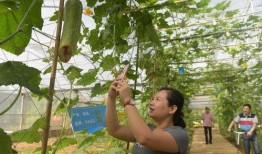 夏吃叶还是瓜,夏日消暑美食指南