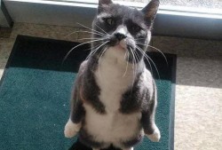 做你的猫吃瓜,做我的猫，一起吃瓜