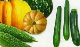 老陈吃瓜砂糖橘