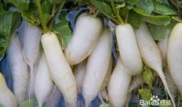 财务助理吃瓜,揭秘职场八卦背后的财务智慧