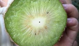 蒲瓜经常吃对身体有害吗