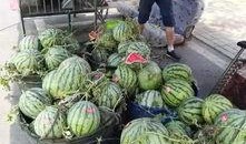 冕宁吃瓜事件视频,一场网络热议的真相揭秘