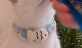 吧唧小猫吃瓜群,揭秘网络社交圈的趣味与争议