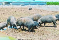 黑瓜吃猪,黑瓜与猪的奇幻冒险之旅