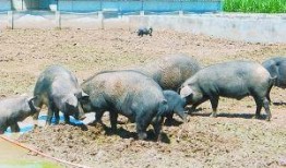 黑瓜吃猪,黑瓜与猪的奇幻冒险之旅