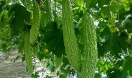 张店三院吃瓜,揭秘背后真相与网络舆论风暴