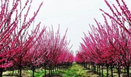 藤萝青山还是吃瓜亭,探寻隐秘山林中的世外桃源