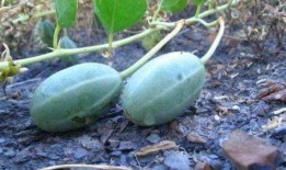 有种幸福叫做吃瓜,揭秘“吃瓜”背后的文化现象