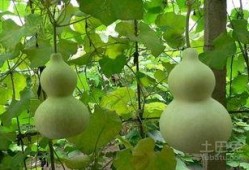 吃瓜照片图文大全,图文大全里的趣味瞬间