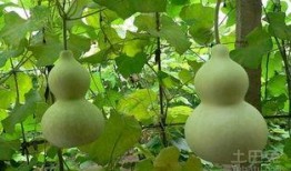 吃瓜照片图文大全,图文大全里的趣味瞬间