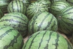 临海塘头吃瓜,瓜香四溢的临海风情