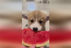 吃瓜狗卡通,趣味横生的卡通世界