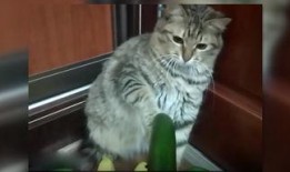 小猫吃聪明瓜视频,智慧萌态引网友热议