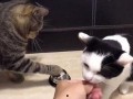 小猫吃聪明瓜视频,智慧萌态引网友热议
