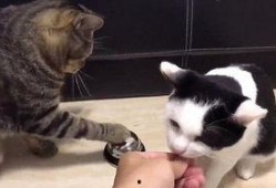 小猫吃聪明瓜视频,智慧萌态引网友热议