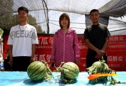 吃瓜专用照片高清,捕捉生活百态的趣味瞬间