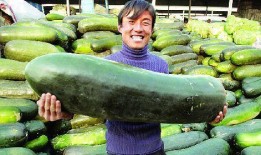 吃内脏是什么瓜,探寻“吃内脏”的独特瓜类之谜