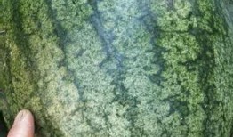 野生沙瓜怎么吃,探索自然美味的新境界