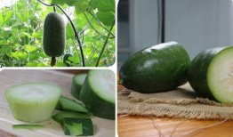 肾瓜怎么吃,养生美食新体验