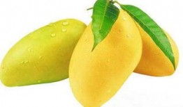 蒲瓜经常吃对身体有害吗