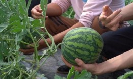 临海塘头吃瓜,瓜香四溢的临海风情