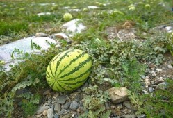 路边吃野瓜视频,一场视觉与味蕾的双重盛宴