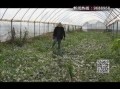 51红领巾吃瓜,揭秘校园里的那些“瓜”