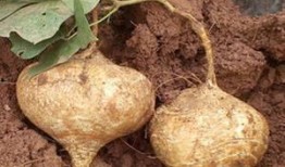 土瓜和豇豆能一起吃吗吗,探究能否同食的健康之谜