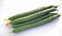 没有皮肤怎么吃瓜,探索非人类食瓜新境界