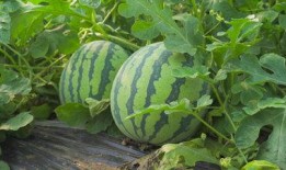 泗水牙科吃瓜视频