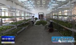 吃瓜群众东新村,吃瓜群众眼中的乡村变迁