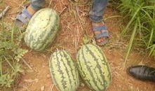 全家在凳子吃瓜,共享夏日吃瓜时光