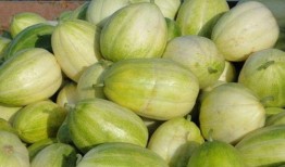 怎样吃最甜的瓜,揭秘如何挑选最甜的瓜果