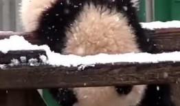 吃瓜小熊启文,揭秘娱乐圈幕后故事