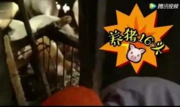 吃瓜吃猪,揭秘娱乐圈的“双料”明星生活