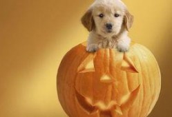 狗吃冰镇地雷瓜,狗狗爱上冰镇地雷瓜