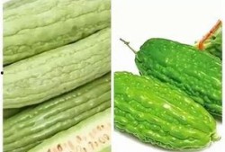 健身可以吃小瓜,清爽小瓜助你健康塑形