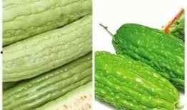 健身可以吃小瓜,清爽小瓜助你健康塑形