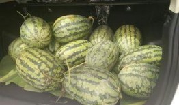 全家在凳子吃瓜,共享夏日吃瓜时光