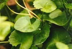 云瓜的叶子可以吃,大自然的绿色馈赠，美味与营养并存