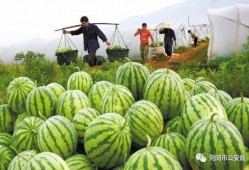 朝阳大妈吃瓜视频大全,揭秘社区生活百态