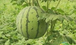 阜新吃瓜事件进展,最新进展揭秘，真相逐步浮出水面