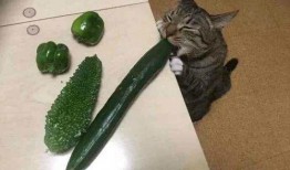 猫岛上吃瓜,揭秘神秘吃瓜文化背后的故事